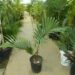 RHOPALOSTYLIS CHEESEMANII MORE RARE SPECIES OF THIS GENUS