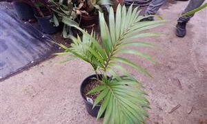 RHOPALOSTYLIS CHEESEMANII BEAUTIFUL GREEN CROWN SHAFTED PALM