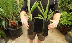 RHOPALOSTYLIS SAPIDA THE NIKAU PALM