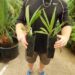 RHOPALOSTYLIS SAPIDA THE NIKAU PALM