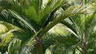 RHOPALOSTYLIS SAPIDA THE NIKAU PALM