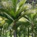 RHOPALOSTYLIS SAPIDA THE NIKAU PALM