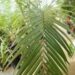 ROYSTONEA REGIA THE CUBAN ROYAL PALM