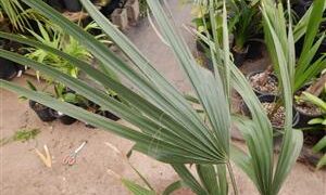 SABAL BLACKBURNIANA LARGE AND TALL FAN PALM