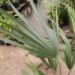 SABAL BLACKBURNIANA LARGE AND TALL FAN PALM