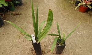 SABAL BRAZORIENSIS DWARF FAN PALM NATIVE TO TEXAS NATURAL HYBRID BETWEEN TWO SABAL SPECIES