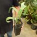 SABAL ETONIA DWARF SABAL SPECIES FROM FLORIDA