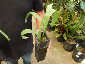 SABAL ETONIA DWARF SABAL SPECIES FROM FLORIDA