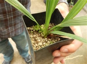SABAL PALMETTO THE PALMETTO PALM