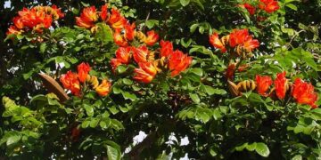 SPATHODEA CAMPANULATA THE AFRICAN TULIP TREE CLUSTERS OF LARGE RED-ORANGE BLOSSOMS