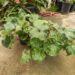 FARFUGIUM JAPONICUM AUREOMACULATUM THE SPOTTED LEOPARD PLANT FORMERLY KNOWN AS SPOTTED LIGULARIA