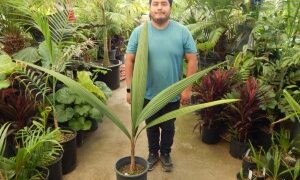 SYAGRUS KELLYANA SMALL TO MEDIUM SIZED PINNATE PALM A SMALLER ALTERNATIVE TO THE QUEEN PALM