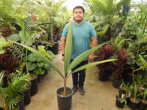 SYAGRUS KELLYANA SMALL TO MEDIUM SIZED PINNATE PALM A SMALLER ALTERNATIVE TO THE QUEEN PALM