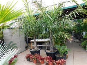 SYAGRUS PICROPHYLLA HYBRID SUPER RARE SYAGRUS HYBRID