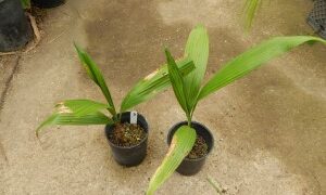 SYAGRUS SANCONA THE SOUTH AMERICAN FOXTAIL PALM