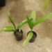 SYAGRUS SANCONA THE SOUTH AMERICAN FOXTAIL PALM