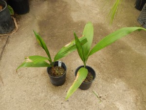 SYAGRUS SANCONA THE SOUTH AMERICAN FOXTAIL PALM