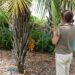 SYAGRUS SCHIZOPHYLLA MEDIUM HEIGHT GREEN SINGLE TRUNK PINNATE PALM