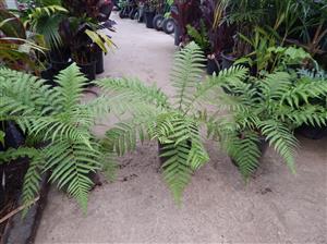 DICKSONIA ANTARCTICA THE TASMANIAN TREE FERN