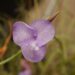 TILLANDSIA SPECIES WITH VIOLET BLUE FLOWERS