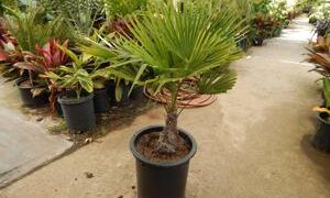 TRACHYCARPUS FORTUNEI