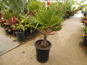 TRACHYCARPUS FORTUNEI
