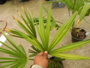 TRACHYCARPUS FORTUNEI