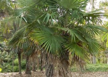 TRACHYCARPUS FORTUNEI THE WINDMILL PALM