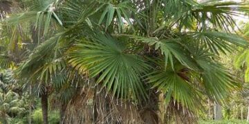 TRACHYCARPUS FORTUNEI THE WINDMILL PALM