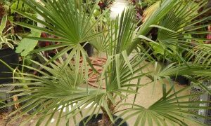 TRITHRINAX ACANTHACOMA AKA TRITHIRNAX BRASILIENSIS SPINY TRUNK – MEDIUM MATURE HEIGHT FAN PALM