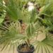 TRITHRINAX ACANTHACOMA AKA TRITHIRNAX BRASILIENSIS SPINY TRUNK – MEDIUM MATURE HEIGHT FAN PALM