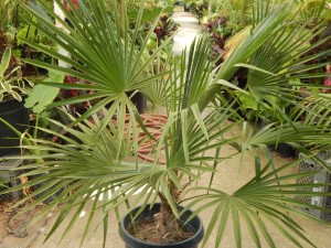 TRITHRINAX ACANTHACOMA AKA TRITHIRNAX BRASILIENSIS SPINY TRUNK – MEDIUM MATURE HEIGHT FAN PALM