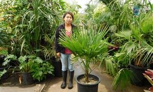 TRITHRINAX ACANTHACOMA AKA TRITHIRNAX BRASILIENSIS SPINY TRUNK – MEDIUM HEIGHT FAN PALM
