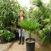 TRITHRINAX ACANTHACOMA AKA TRITHIRNAX BRASILIENSIS SPINY TRUNK – MEDIUM HEIGHT FAN PALM