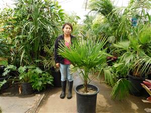 TRITHRINAX ACANTHACOMA AKA TRITHIRNAX BRASILIENSIS SPINY TRUNK – MEDIUM HEIGHT FAN PALM