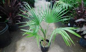 TRITHRINAX ACANTHACOMA AKA TRITHIRNAX BRASILIENSIS SPINY TRUNK – MEDIUM HEIGHT FAN PALM