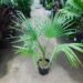 TRITHRINAX ACANTHACOMA AKA TRITHIRNAX BRASILIENSIS SPINY TRUNK – MEDIUM HEIGHT FAN PALM