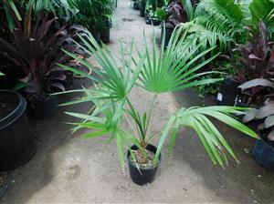 TRITHRINAX ACANTHACOMA AKA TRITHIRNAX BRASILIENSIS SPINY TRUNK – MEDIUM HEIGHT FAN PALM