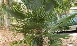 TRITHRINAX ACANTHACOMA AKA TRITHIRNAX BRASILIENSIS SPINY TRUNK – MEDIUM HEIGHT FAN PALM