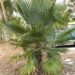 TRITHRINAX ACANTHACOMA AKA TRITHIRNAX BRASILIENSIS SPINY TRUNK – MEDIUM HEIGHT FAN PALM