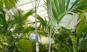 VEITCHIA ARECINA EXOTIC MEDIUM TO TALL PINNATE SUN PALM