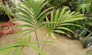 VEITCHIA (ADONIDIA) MERRILLII HYBRID POTENTIAL TO GROW SOMETHING THAT CAN’T BE GROWN HERE