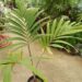 VEITCHIA (ADONIDIA) MERRILLII HYBRID POTENTIAL TO GROW SOMETHING THAT CAN’T BE GROWN HERE