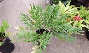 ZAMIA AMBLYPHYLLIDIA DWARF GREEN CYCAD