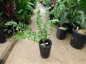 ZAMIA FISCHERI AKA ZAMIA VASQUEZII
