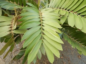 ZAMIA FURFURACEA THE CARDBOARD CYCAD COMPACT GREEN DWARF CYCAD WITH NO SPINES