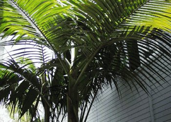 ARCHONTOPHOENIX TUCKERI RARE AUSTRALIAN TYPE OF KING PALM