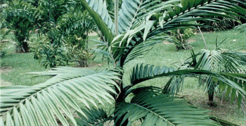 BURRETIOKENTIA HAPALA AN EXOTIC NEW CALEDONIAN PALM FOR SOUTHERN CALIFORNIA