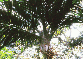 BURRETIOKENTIA KOGHIENSIS RARE NEW CALEDONIAN PALM