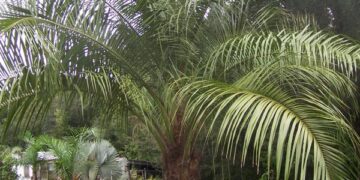 MULE PALMS BUTIA CAPITATA X SYAGRUS (QUEEN PALM) A MORE COLD HARDY ALTERNATIVE TO QUEEN PALM